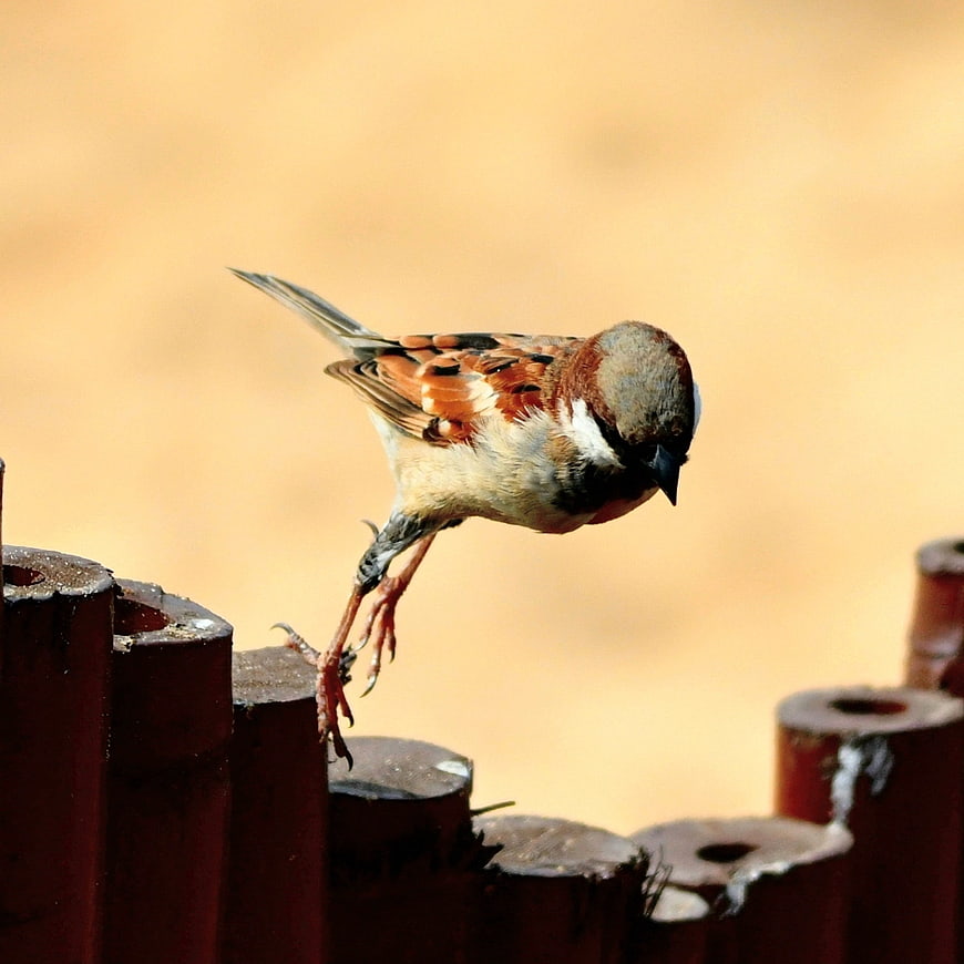 Male House Sparrow Perched on Wooden Fence Post
