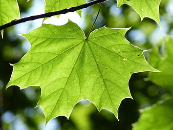 Close-up of vibrant green maple leaf backlit by sunlight