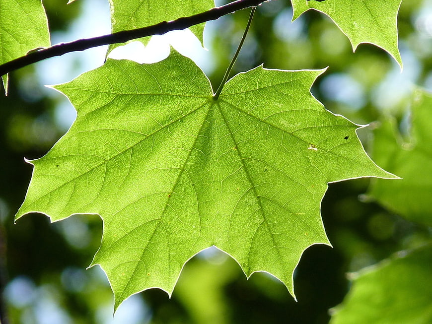 Close-up of vibrant green maple leaf backlit by sunlight
