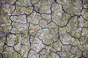 Top View of Cracked Dry Earth with Moss and Debris