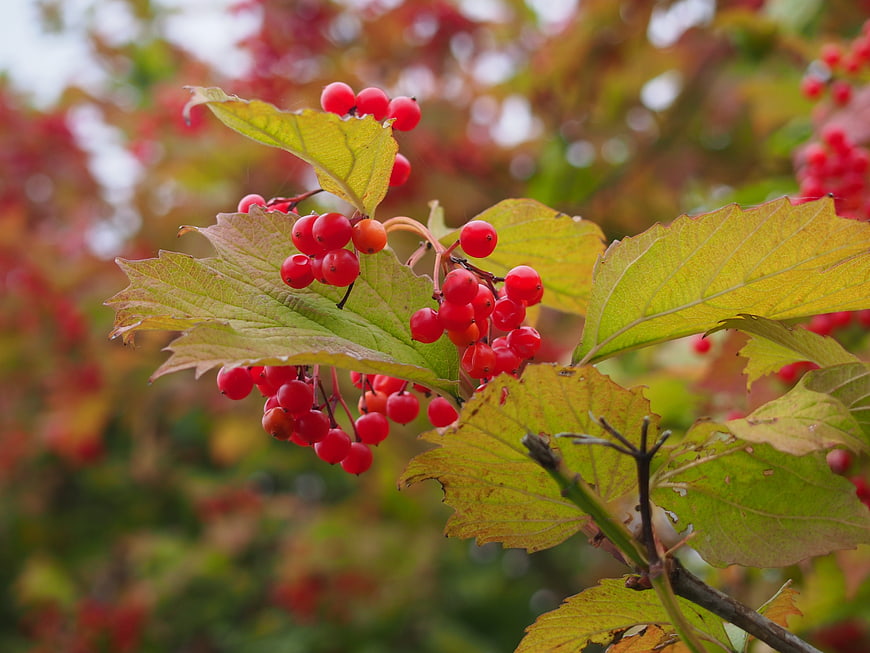 Close-up of red berries on a branch with autumn leaves