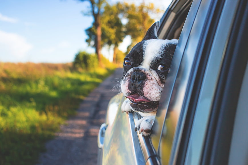 Happy Boston Terrier Dog Looking Out Car Window on Road Trip