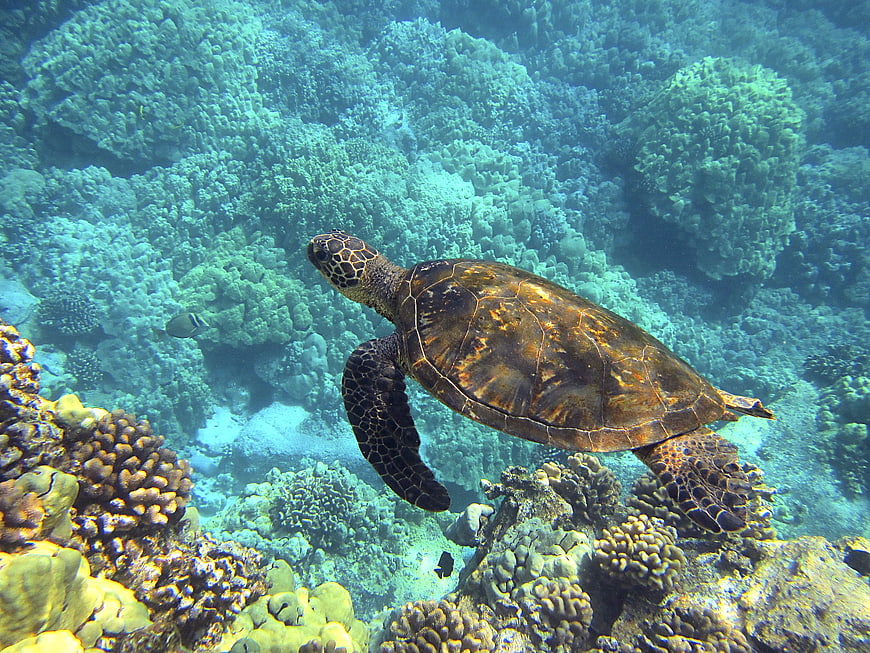 Green Sea Turtle Swimming Over Vibrant Coral Reef Underwater