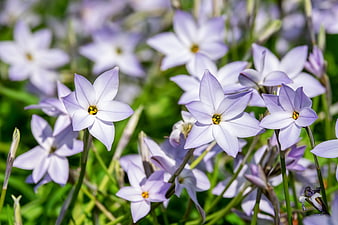 Pale Purple Star Flowers Blooming In A Green Garden