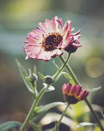 Close-up of pink and white zinnia flower with bokeh background