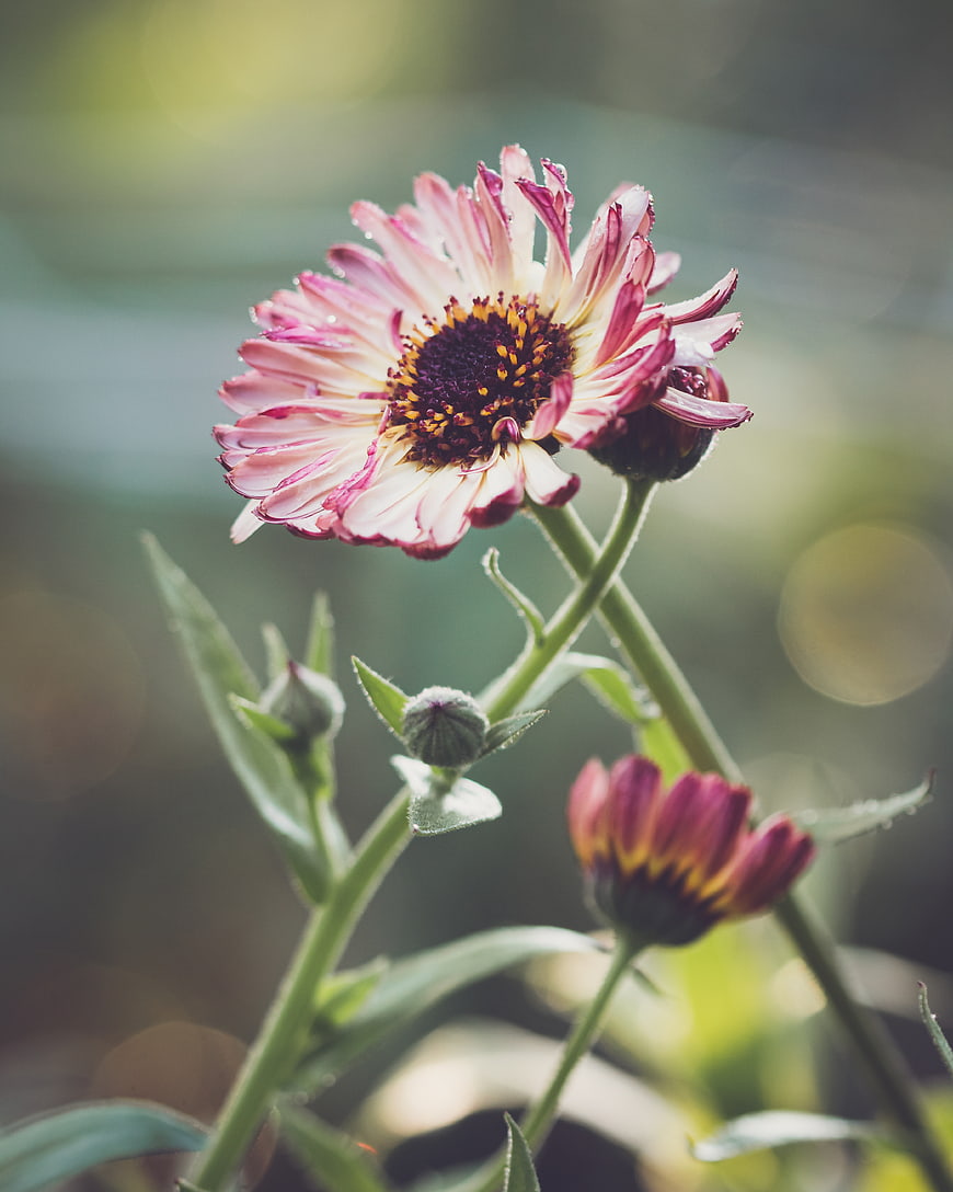 Close-up of pink and white zinnia flower with bokeh background