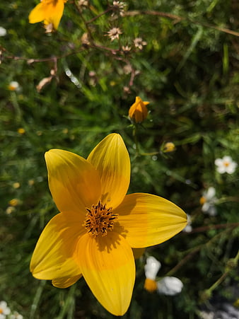 Close-up of a vibrant yellow cosmos flower in a garden