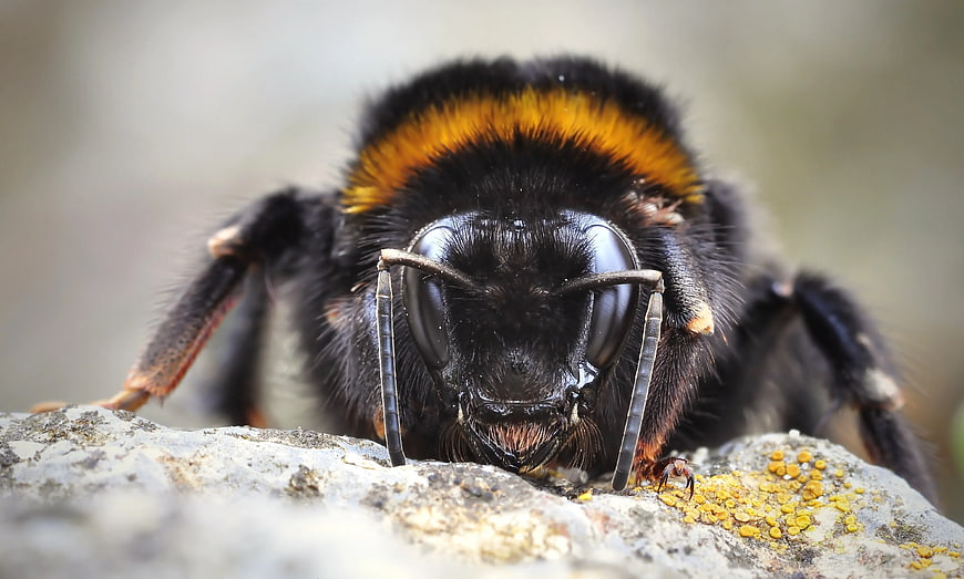Extreme Close-Up of Bumble Bee on Textured Rock