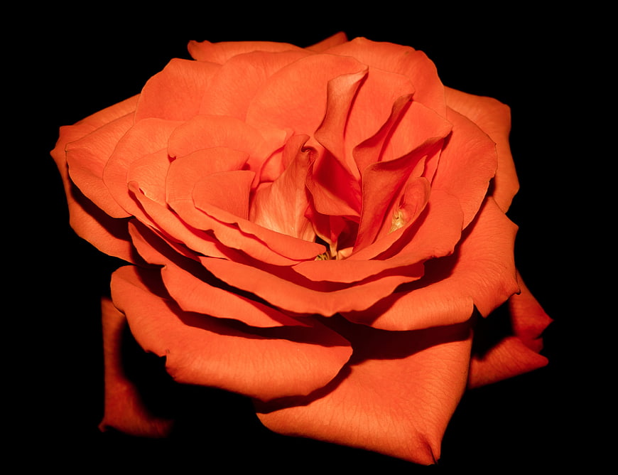 Vibrant Orange Rose Isolated on Black Background