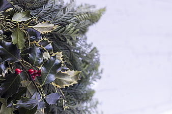 Holly Berries and Pine Branches on White Background