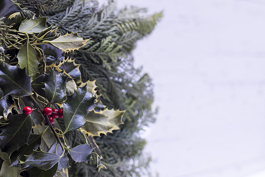 Holly Berries and Pine Branches on White Background