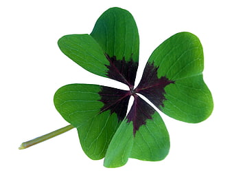 Four-leaf clover isolated on white background