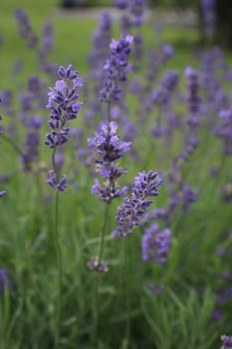Close-up of purple lavender flowers in a green garden