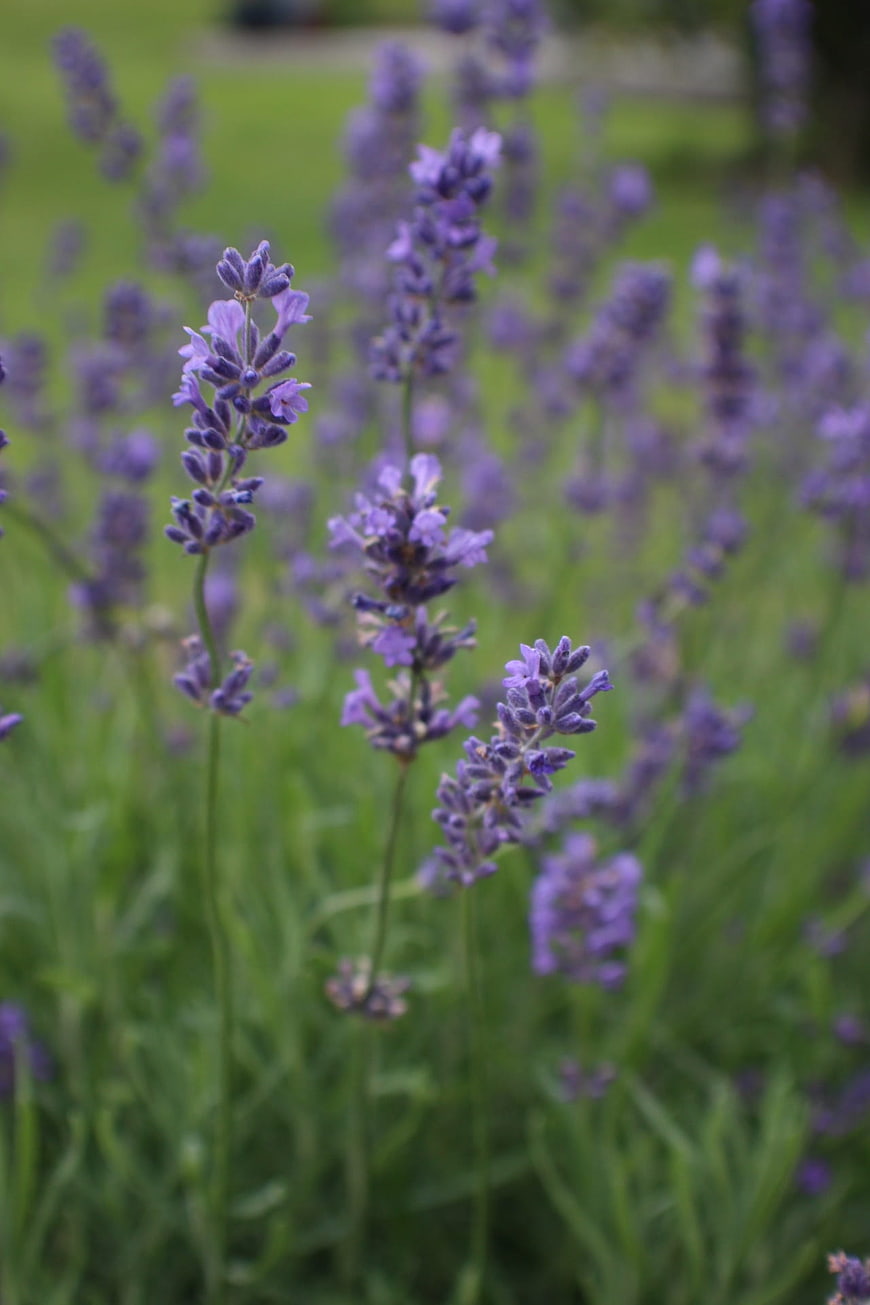 Close-up of purple lavender flowers in a green garden