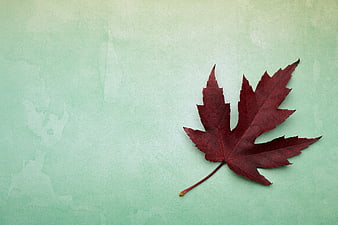Red Maple Leaf on Textured Mint Green Background