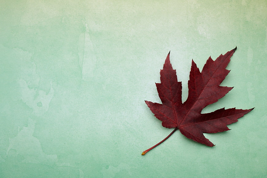 Red Maple Leaf on Textured Mint Green Background