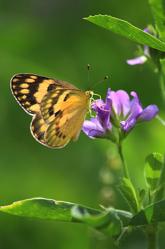 Yellow butterfly on purple flower in nature