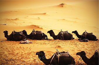 Resting Camels with Saddles in Golden Desert Dunes