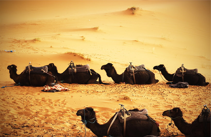 Resting Camels with Saddles in Golden Desert Dunes