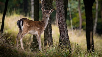 Young European Fallow Deer Standing In Forest Grass