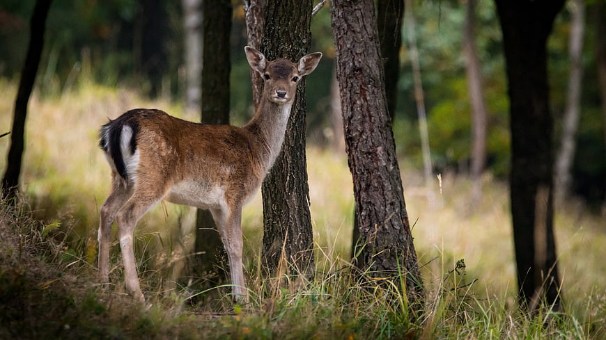 Young European Fallow Deer Standing In Forest Grass
