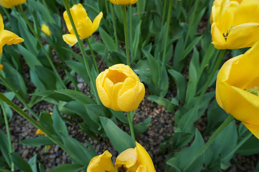 Vibrant Yellow Tulips in a Garden Bed
