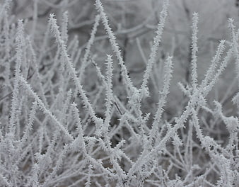Close-up of frost-covered branches in winter