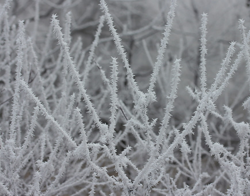 Close-up of frost-covered branches in winter