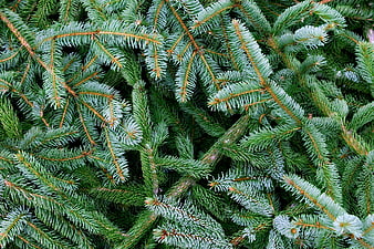 Close-up of Blue Spruce Pine Branches with Needles