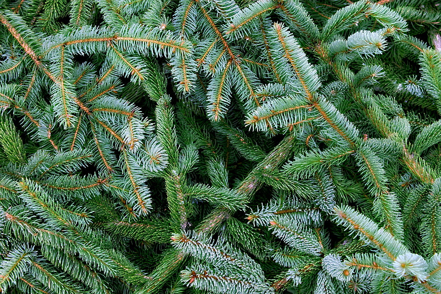 Close-up of Blue Spruce Pine Branches with Needles