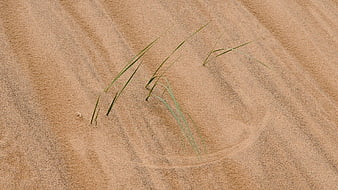 Green grass blades growing in textured desert sand dunes
