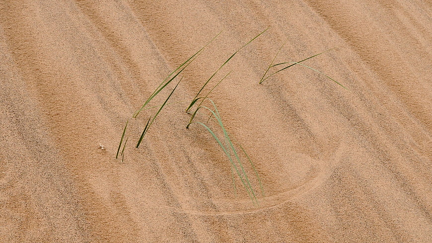 Green grass blades growing in textured desert sand dunes