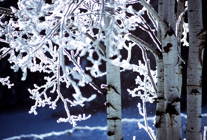 Frosty Birch Trees in Winter Night Snow