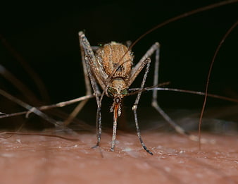 Macro Close-Up of Mosquito Feeding on Human Skin
