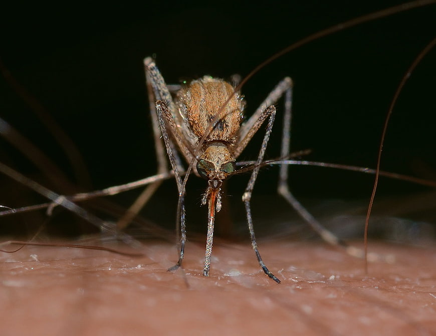 Macro Close-Up of Mosquito Feeding on Human Skin