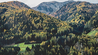 Autumn Mountain Landscape with Golden Larch Forest