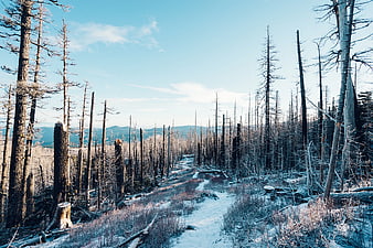 Snowy Path Through Burnt Forest with Distant Mountains