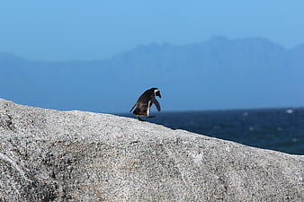 African Penguin Walking on Rocky Coastline with Ocean Background