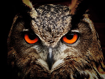 Close-up portrait of an owl with intense orange eyes