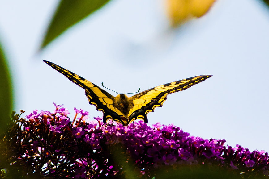 Yellow Swallowtail Butterfly on Purple Butterfly Bush Flowers