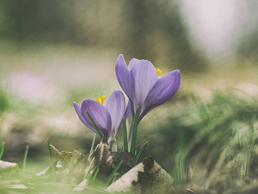 Purple Crocus Flowers Blooming in Spring Grass