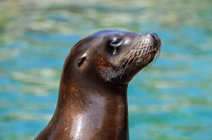 Close-up of a Sea Lion with Eyes Closed Against Blue Water