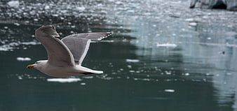 Seagull Flying Over Icy Water in Alaska