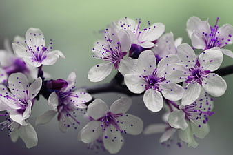 Close-up of White and Purple Blossoms on a Branch