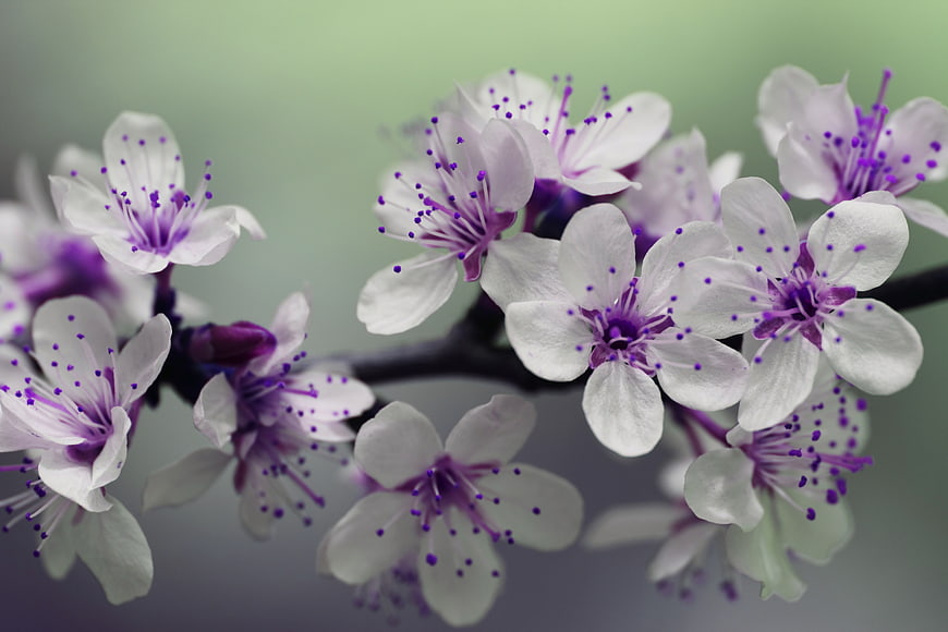 Close-up of White and Purple Blossoms on a Branch