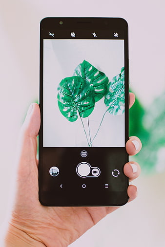 Hand holding smartphone taking photo of monstera plant