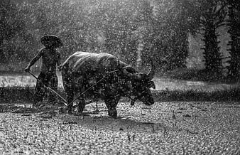 Farmer Plowing Field with Water Buffalo in Heavy Rain