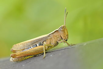 Close-up of a brown grasshopper on a leaf