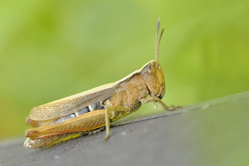 Close-up of a brown grasshopper on a leaf
