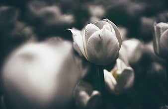 Close-up of a white tulip with dark moody background